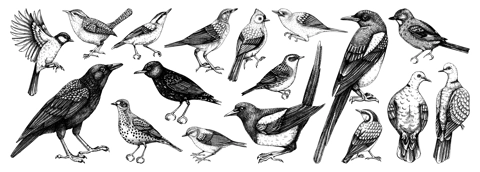 Birds vector sketches. Magpie, dove, sparrow, great tit, raven - backyard birds isolated on white background. Hand drawn wildlife illustrations. NOT AI generated